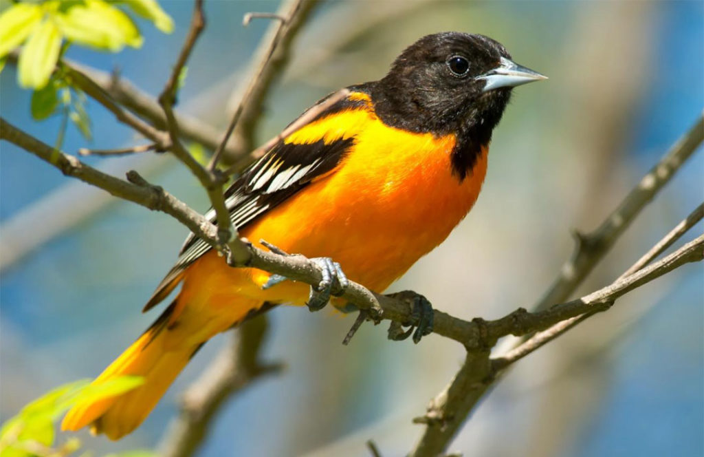 Northern Baltimore Oriole