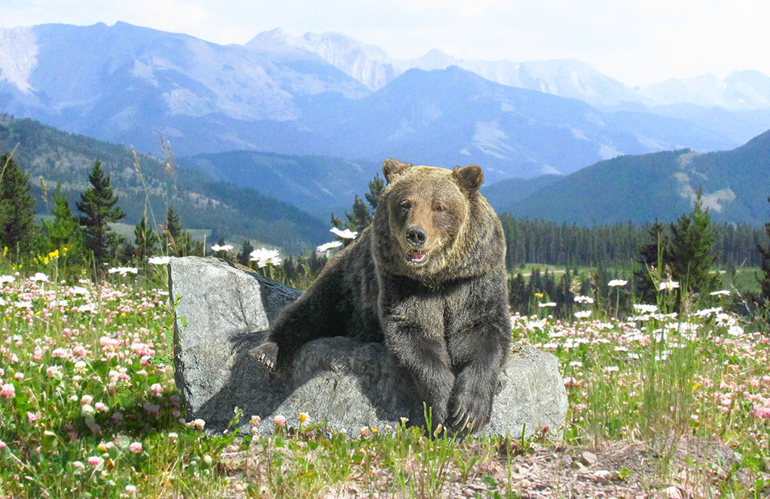 2022 Photo Contest Voting Nature Canada