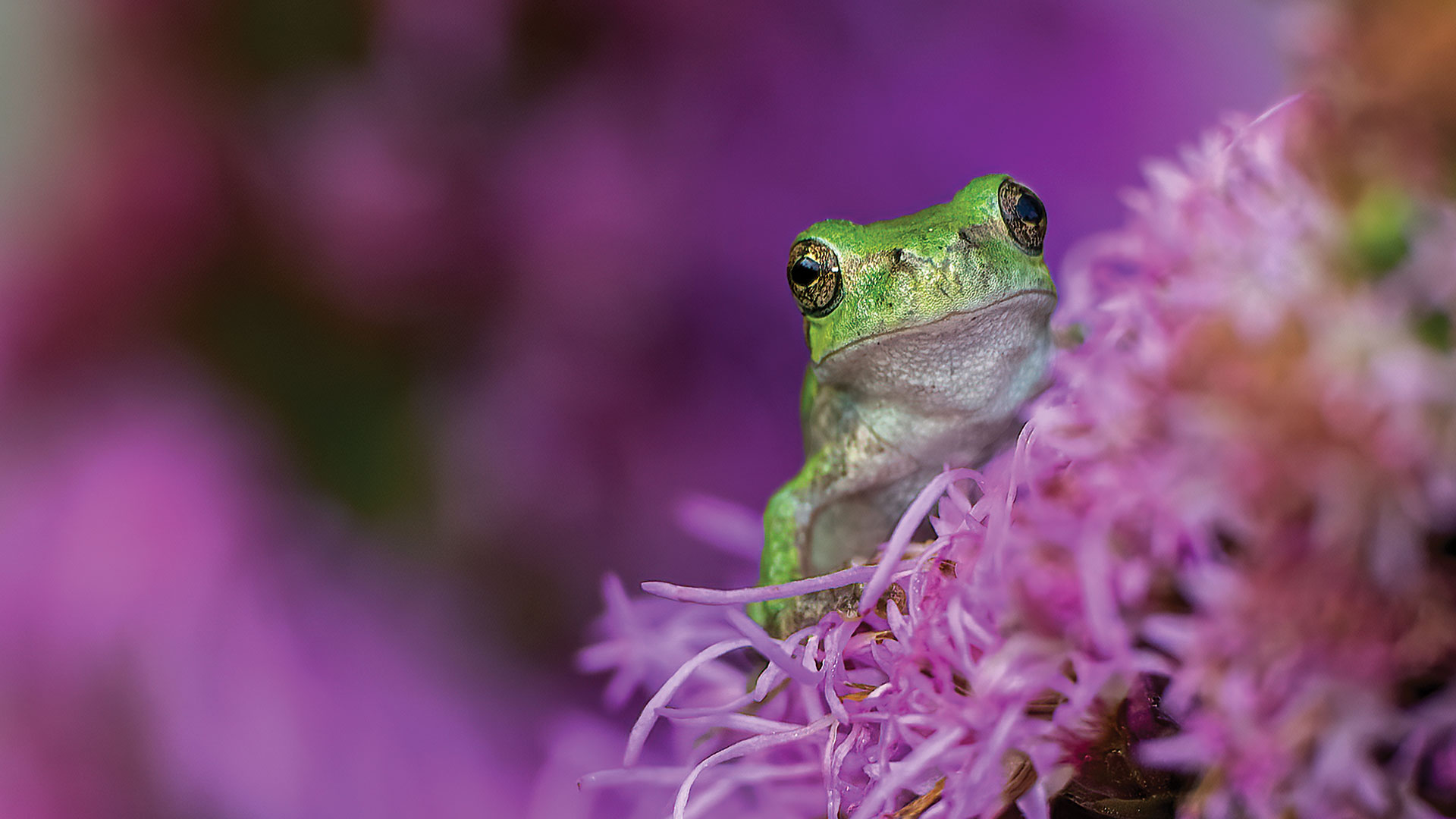 Spotted: The Gray Tree Frog - Nature Canada