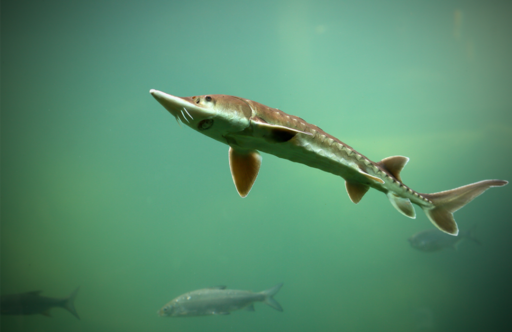 The Life of a Commercial Fisherman - Great Lakes Fisheries