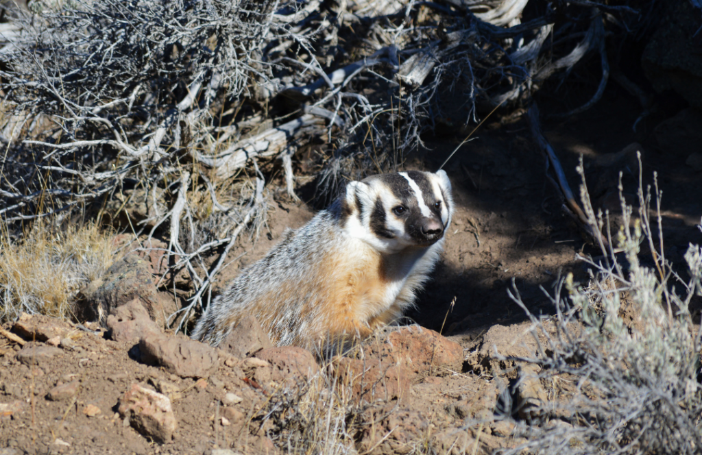 american badger range map