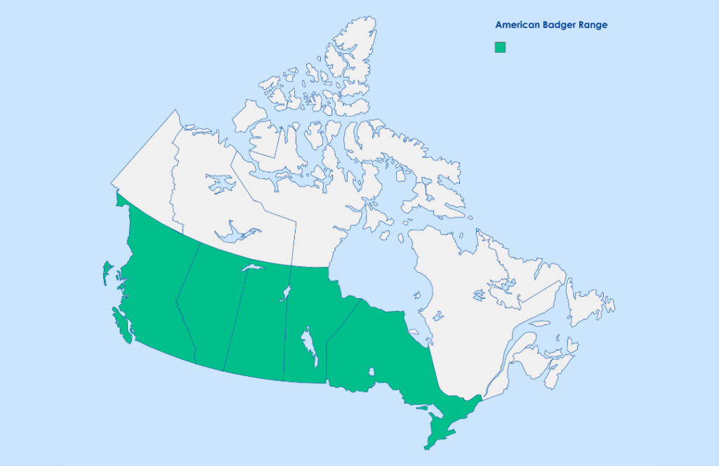 american badger range map