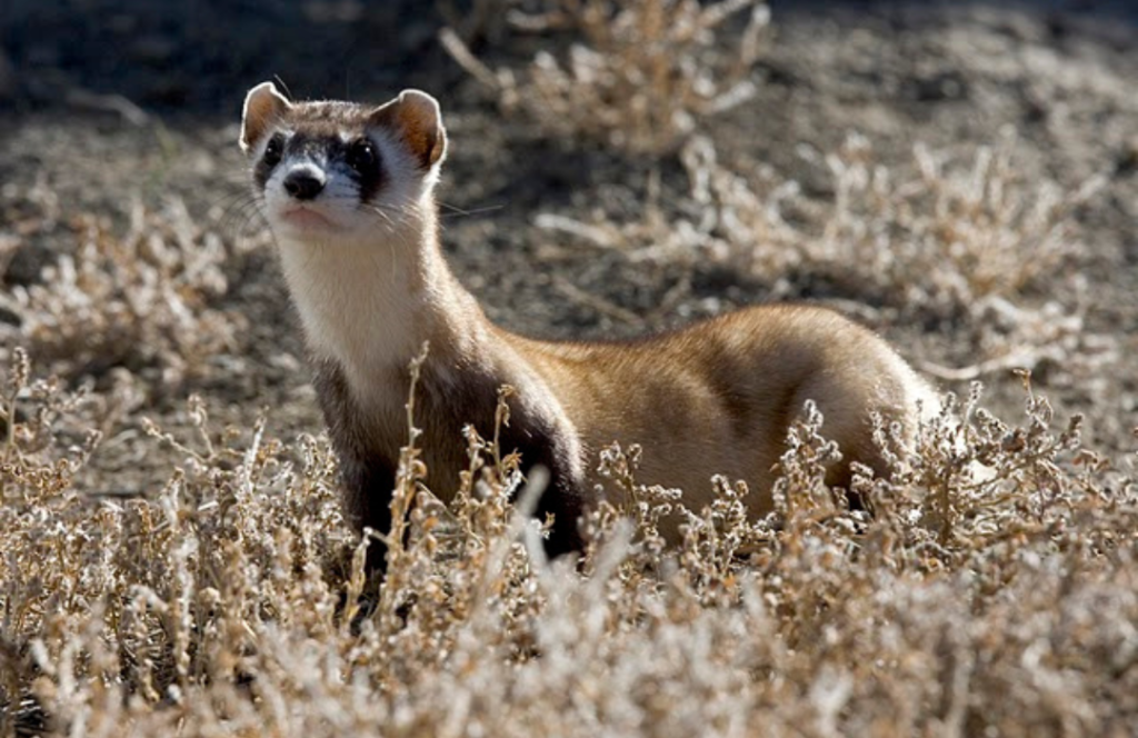 Black-footed Ferret - Nature Canada