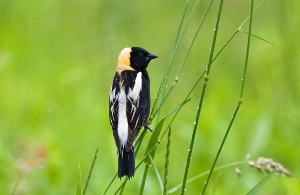 bobolink nest