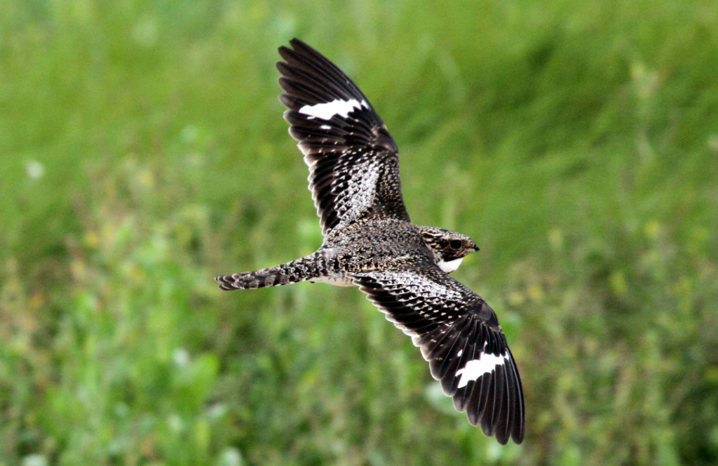 Common Nighthawk