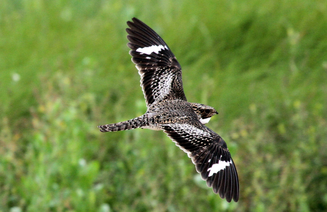 Common Nighthawk Nature Canada