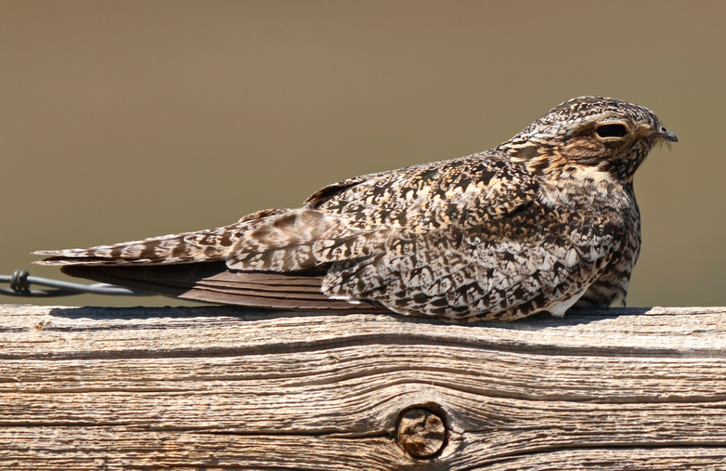 Common Nighthawk