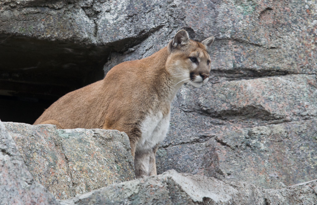 Eastern 2025 puma extinction