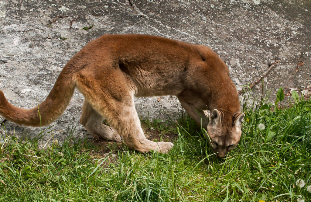 Eastern Cougar Nature Canada