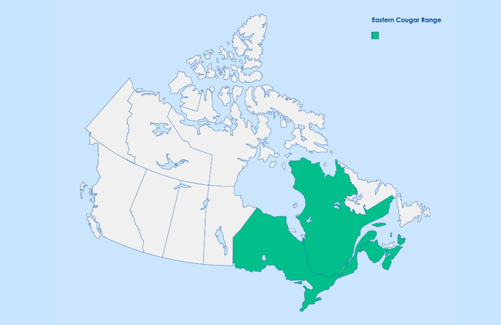 Eastern puma clearance population