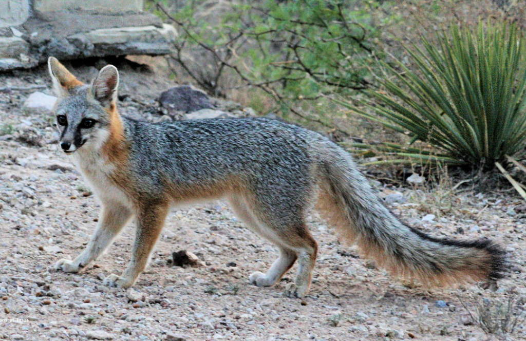 gray-fox-nature-canada