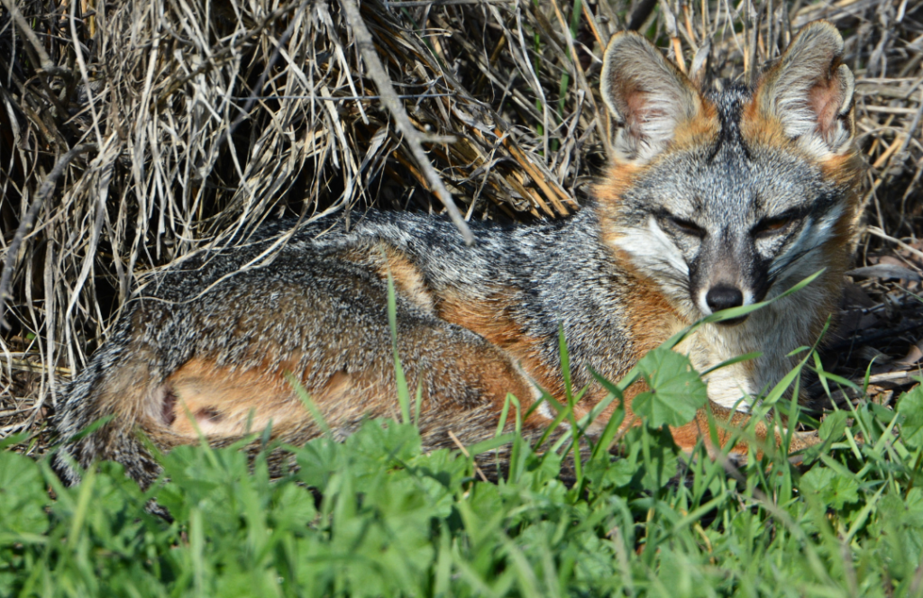 Rare and threatened gray fox making a home in northwestern Ontario