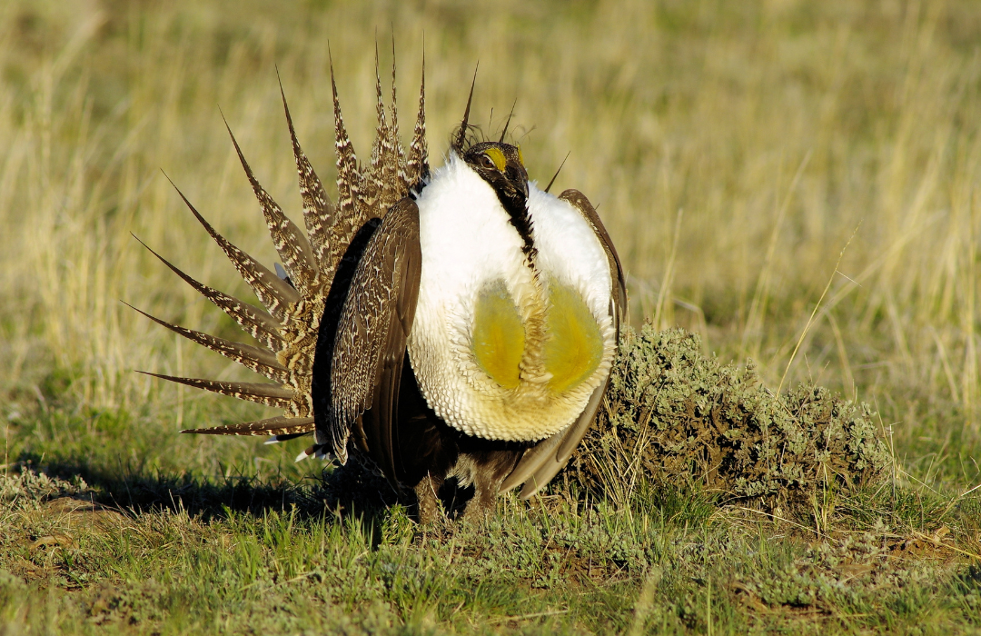Greater Sage-Grouse - Nature Canada