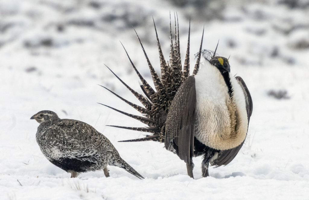 Sage Grouse