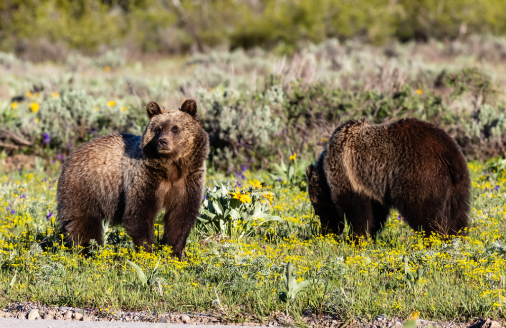 Grizzly bear, Weight, Habitat, & Facts