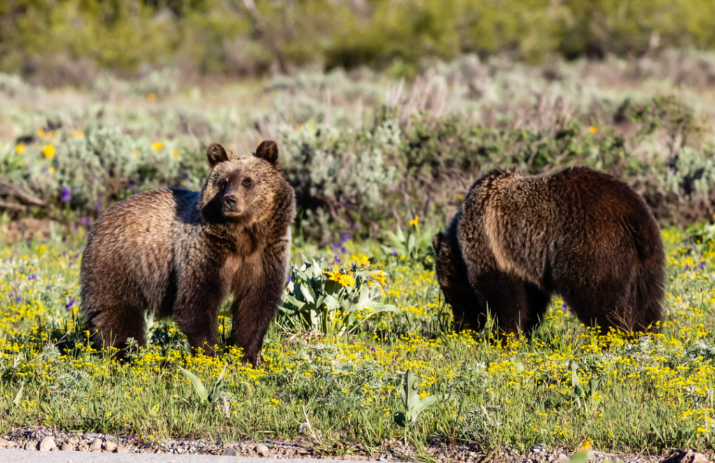 Grizzly Bear Habitat Grizzly Bear Habitat
