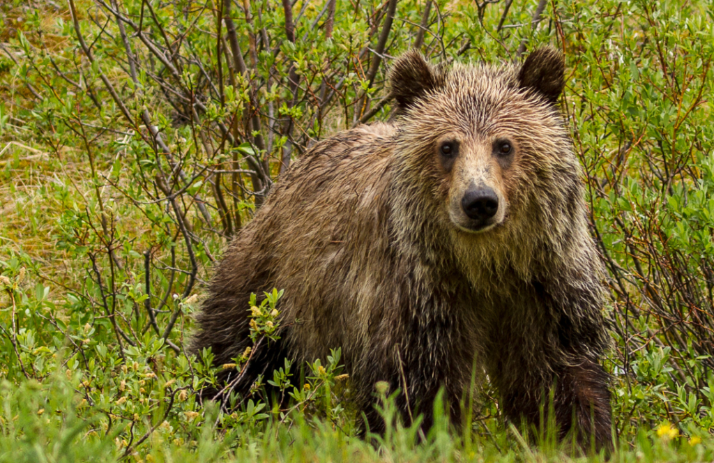 Facts about Grizzly Bear  Grizzly Bear Protection Yukon