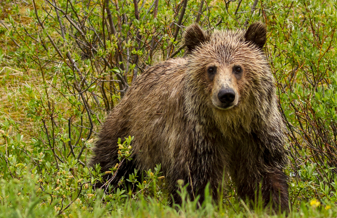 Grizzly Bear Nature Canada