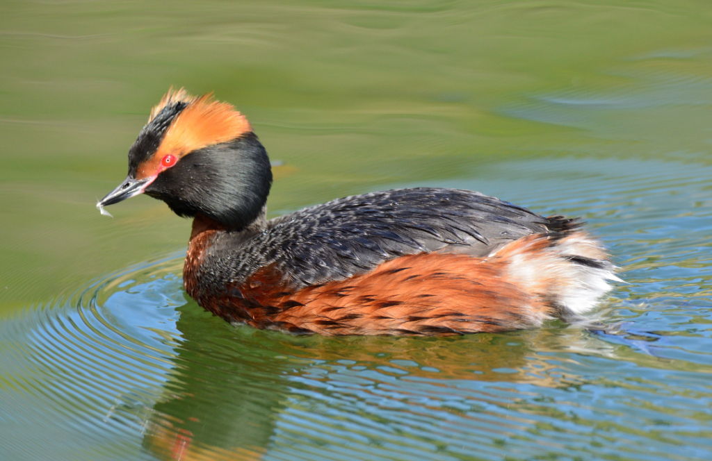 Horned-Grebe-1-1024x664.png