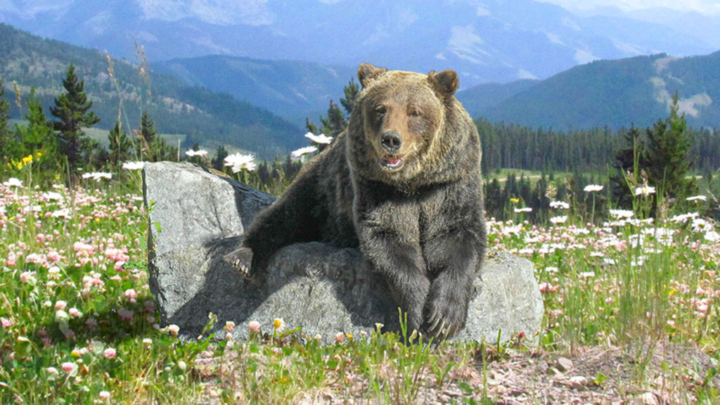 Saving the black bears of the West, Nature and Wildlife