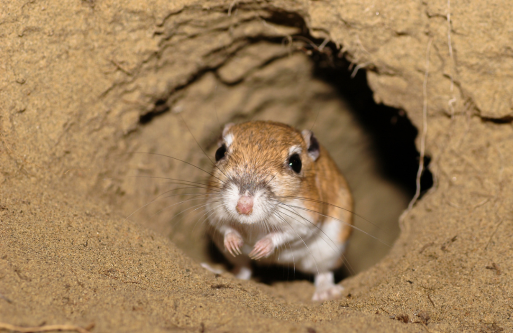 Kangaroo Rat Never Drinks Water