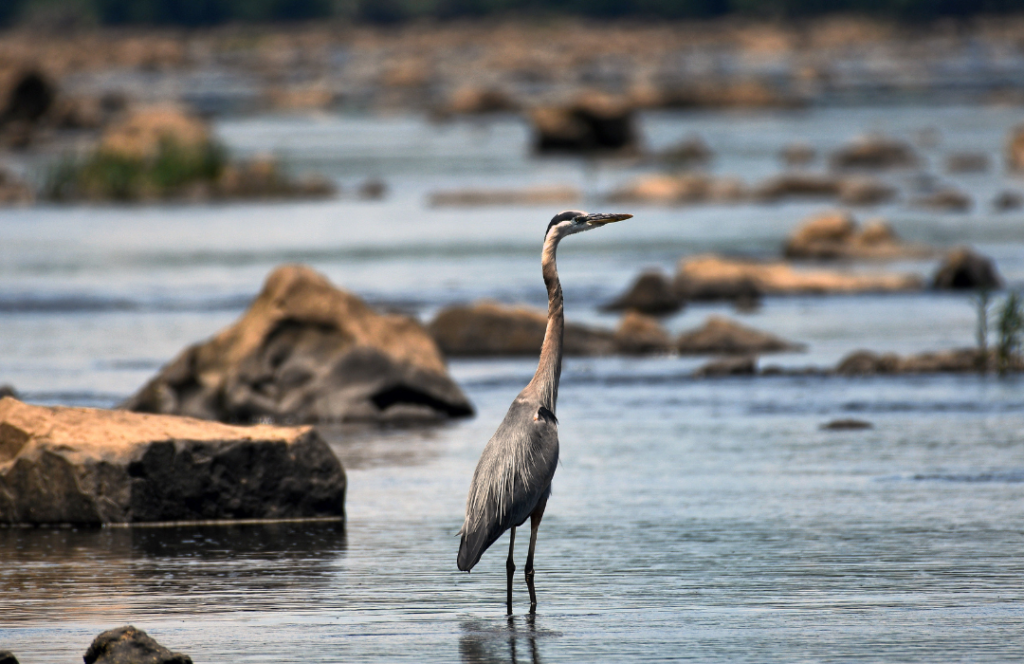 Pacific Great Blue Heron - Nature Canada