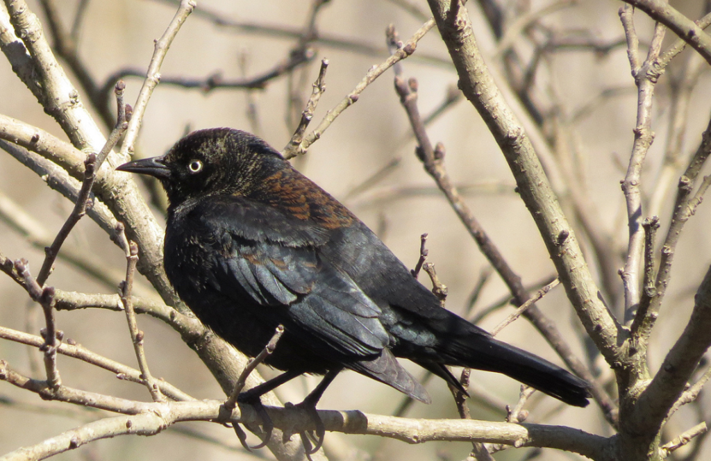 Rusty Blackbird - Nature Canada