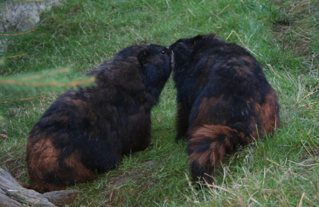 Vancouver Island Marmot - Nature Canada