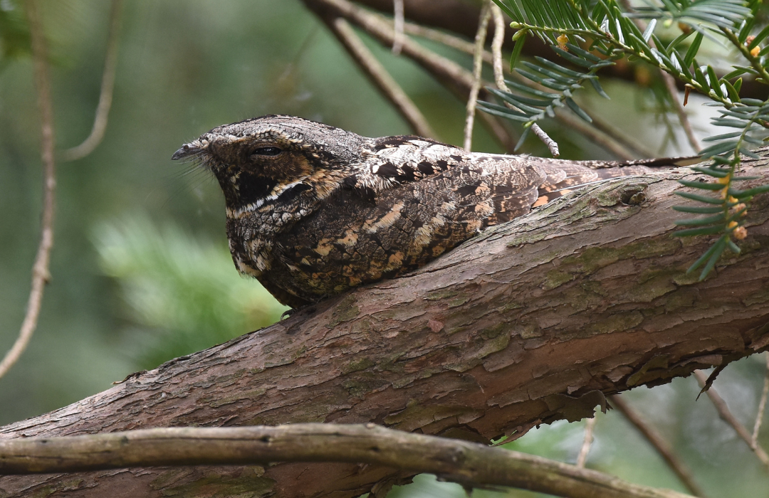 Whippoorwill Nature Canada