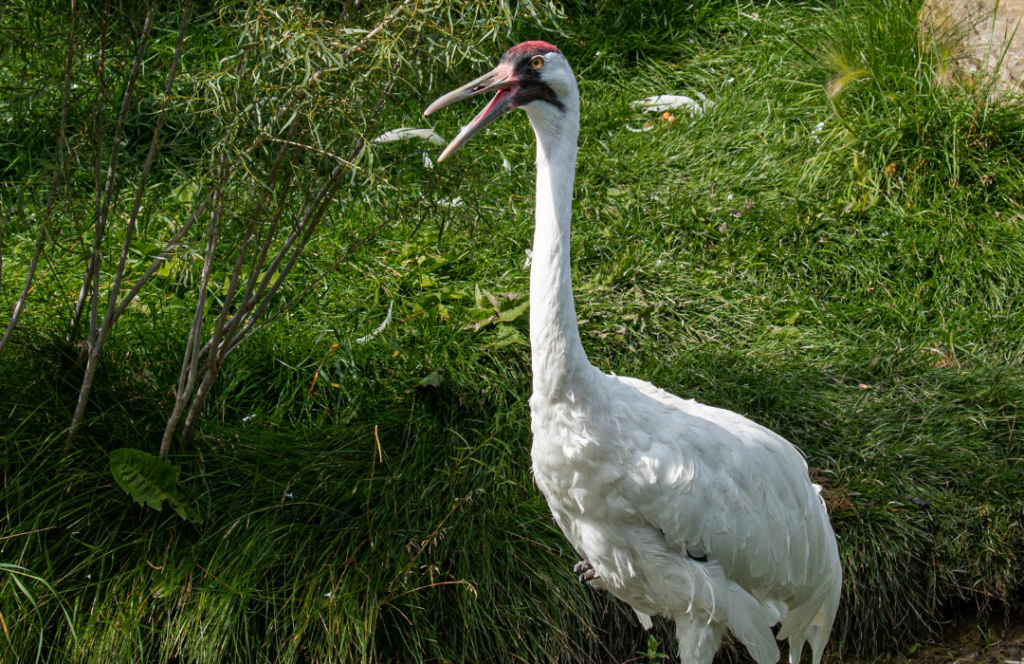 Whooping Crane Nature Canada   Whooping Crane 1 1024x664 