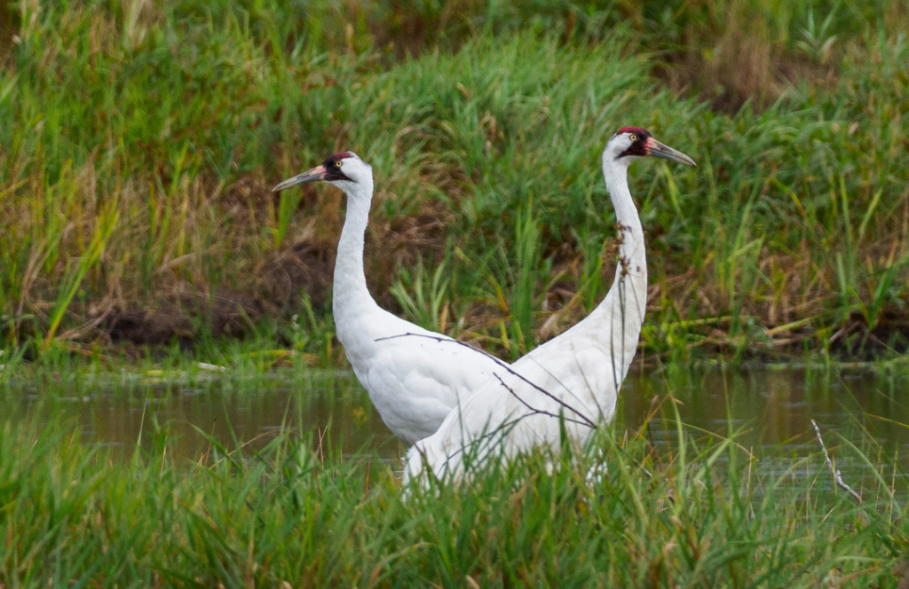 whooping crane habitat