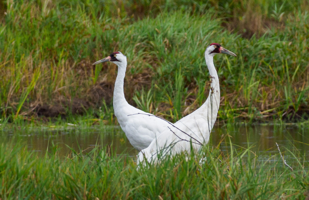 Whooping Crane Nature Canada
