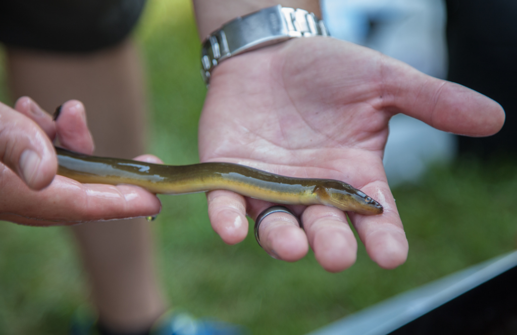 American Eel - Nature Canada