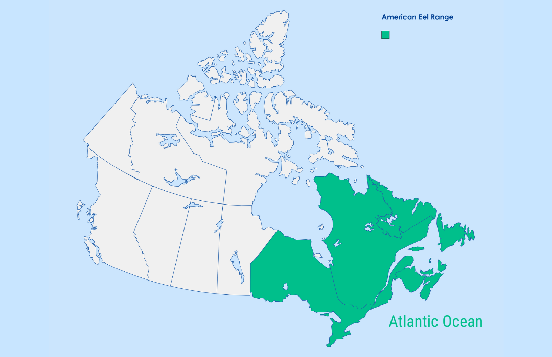 American Eel Nature Canada