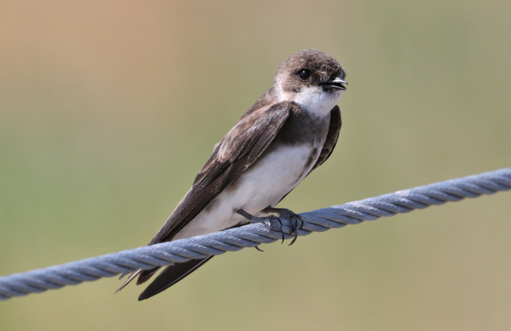 Bank Swallow - Nature Canada