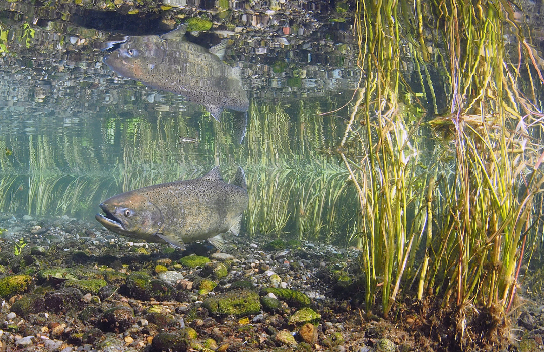 do chinook salmon travel in groups