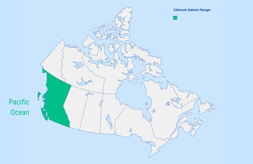 Chinook Salmon Nature Canada