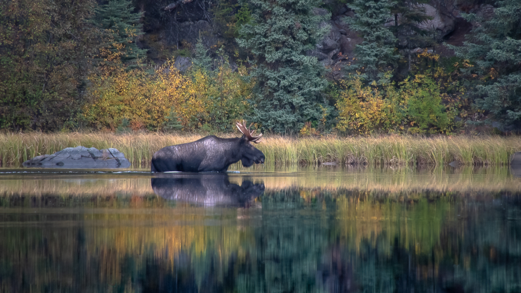 Meet the Moose, Nature’s Long-Legged Vegetarians