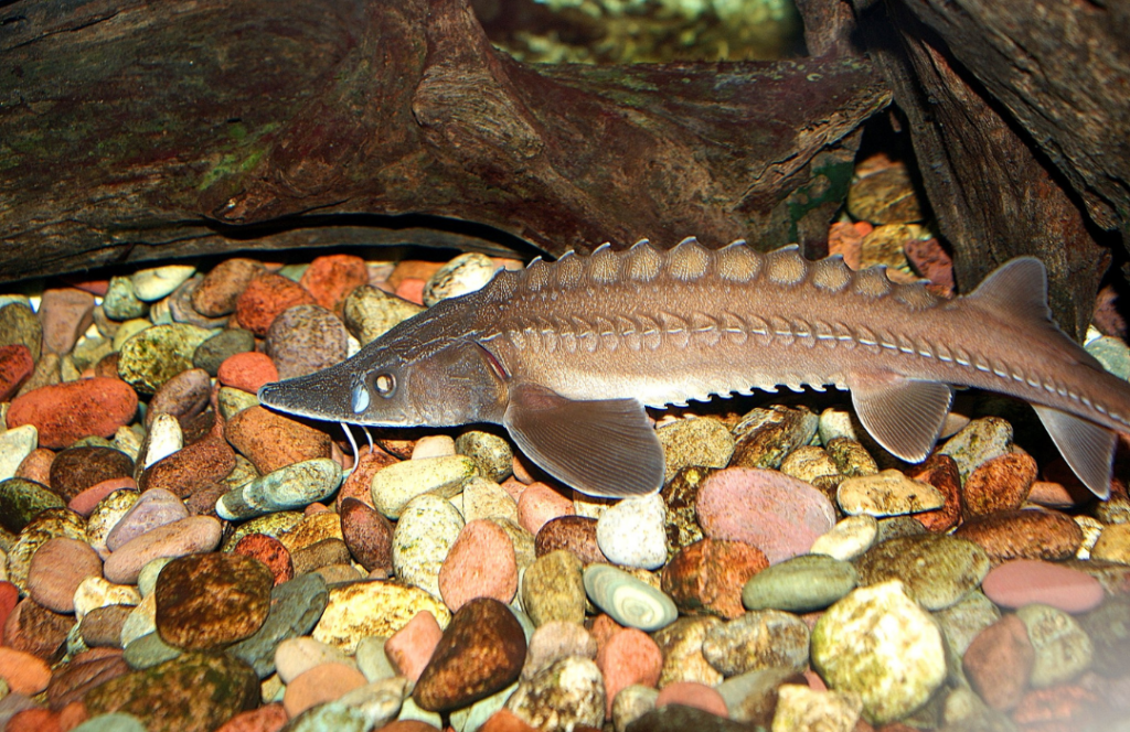 Lake Sturgeon - Nature Canada