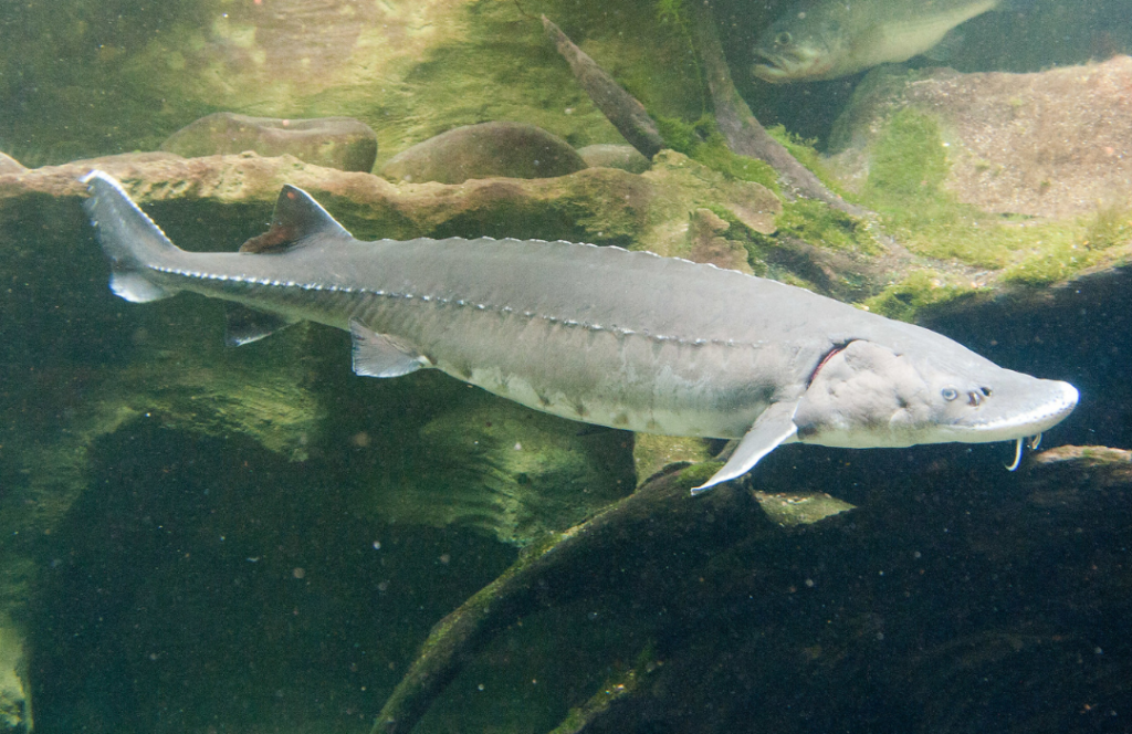 Lake Sturgeon - Nature Canada