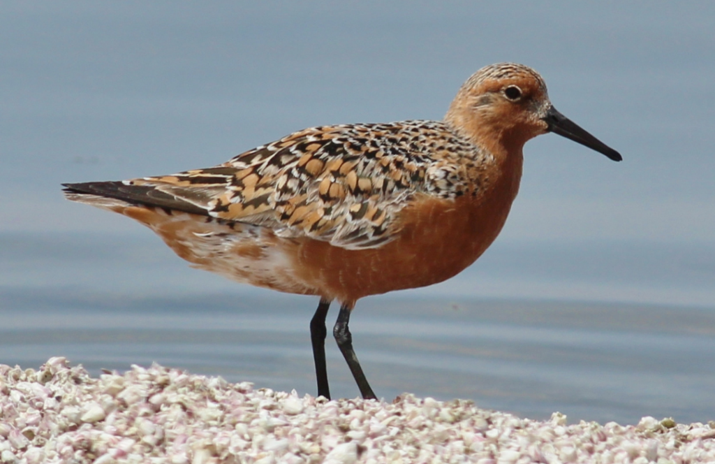 Red Knot Nature Canada