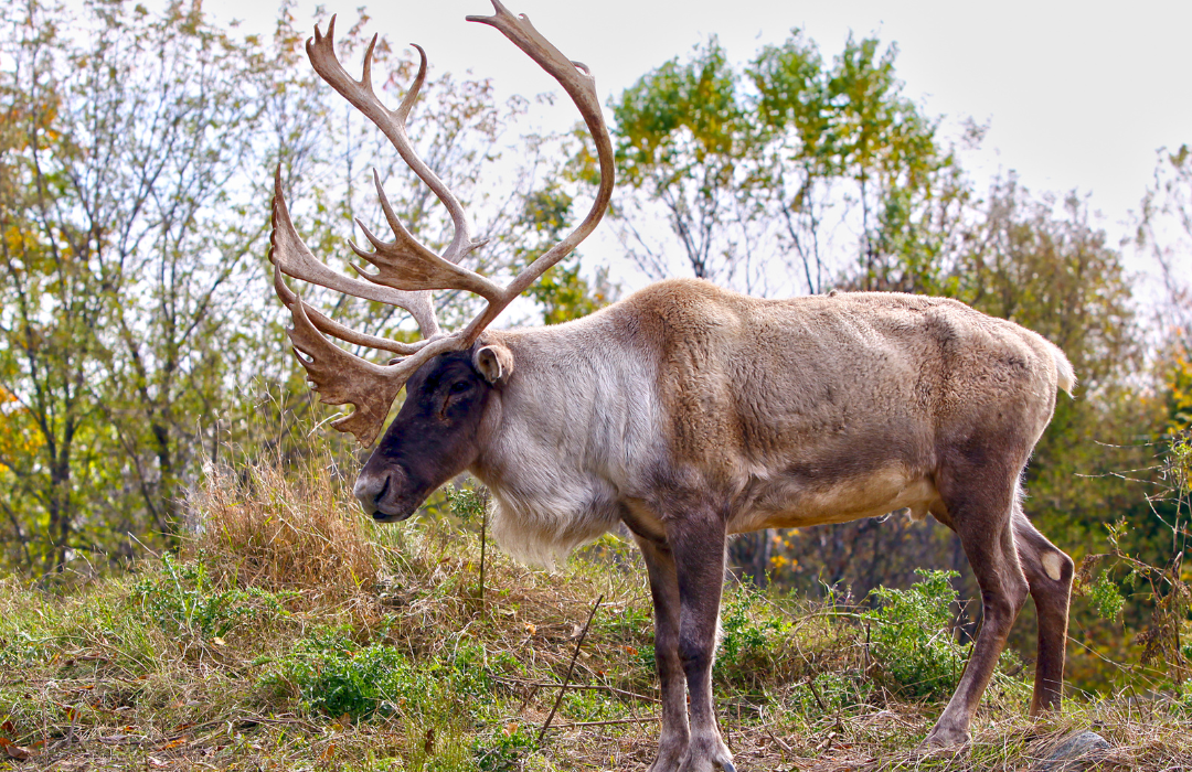 woodland caribou range