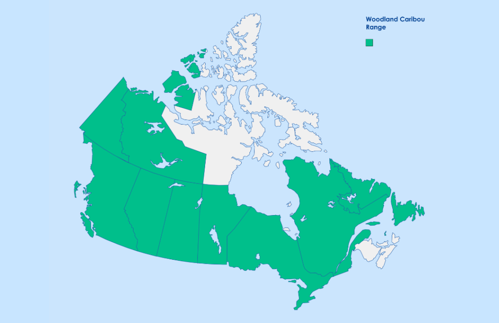 woodland caribou range