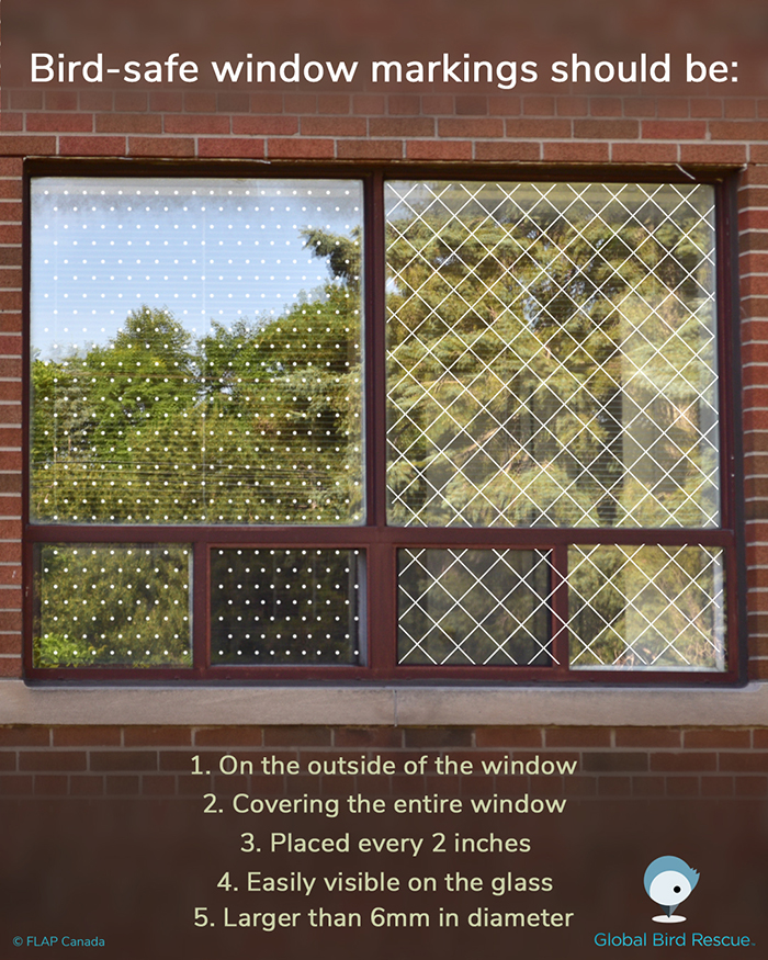 Imagen que muestra una ventana con marcas de seguridad para pájaros.  Un lado muestra puntos, el otro lado muestra líneas entrecruzadas.  El texto en la imagen dice: "Las marcas de Bird-safe Window deben estar: 1. En el exterior de la ventana 2. Cubriendo toda la ventana 3. Colocadas cada 2 pulgadas 4. Fácilmente visibles en el vidrio 5. Mayores de 6 mm de diámetro."