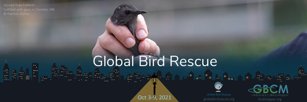 Banner showing an injured Gray Catbird in a hand. Cityscape with lights on along the bottom of the image with a lamp post. Text includes : Global Bird Rescue, and a description of the image: "Injured Gray Catbird, collided with glass in Toronto, On, ©Patricia Seaton".