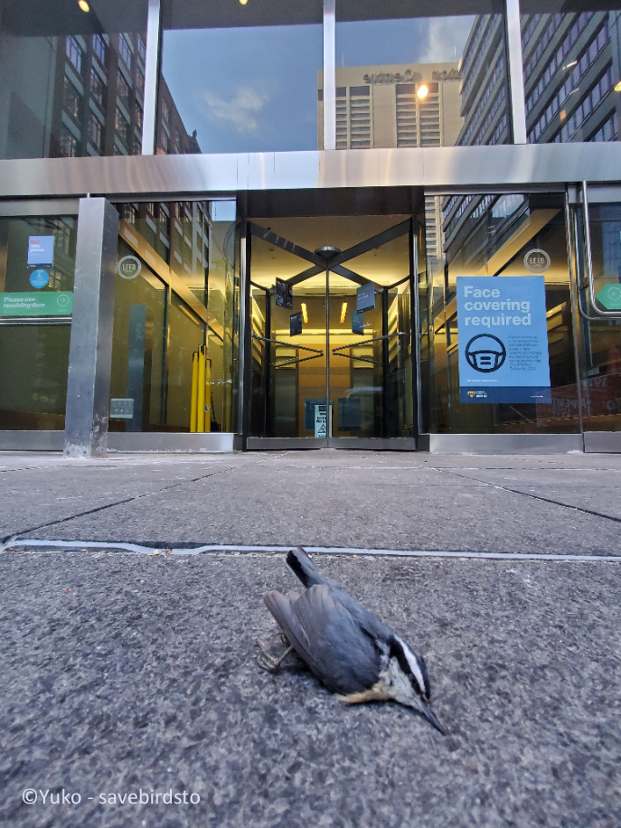A dead Red-breasted Nuthatch laying below a commercial building in Downtown Toronto. Reflective and transparent windows are seen.