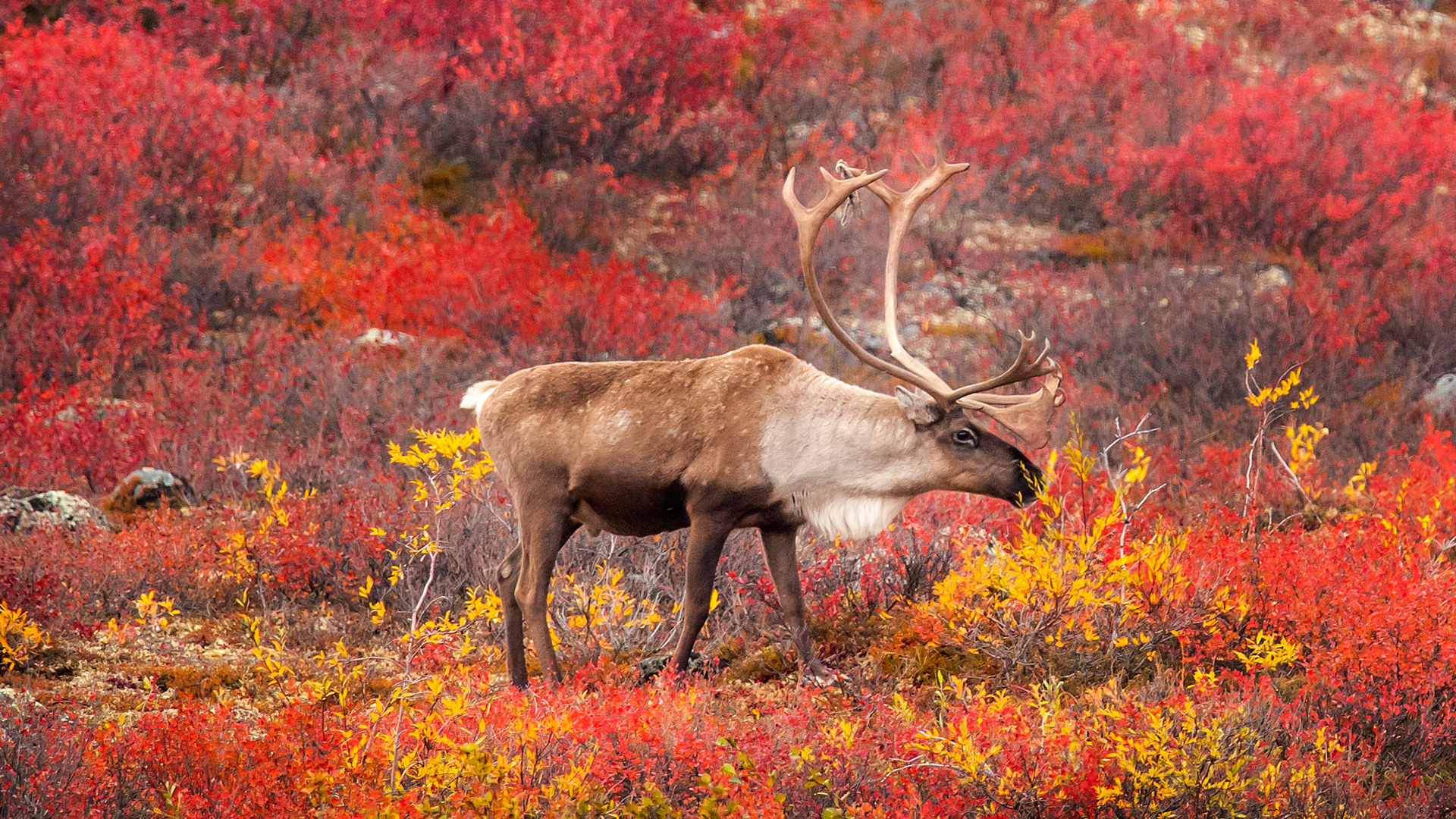 The Reindeer aka Caribou - Naturalist's Guide