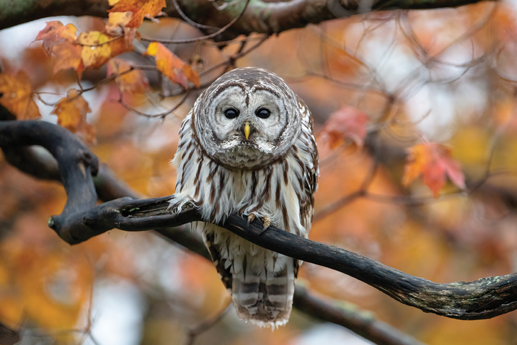 Barred Owl by Blair Dubeck