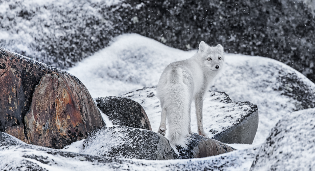 Arctic Fox – Canada Fur Company