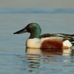 Northern Shoveler